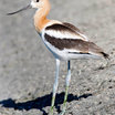 American Avocet